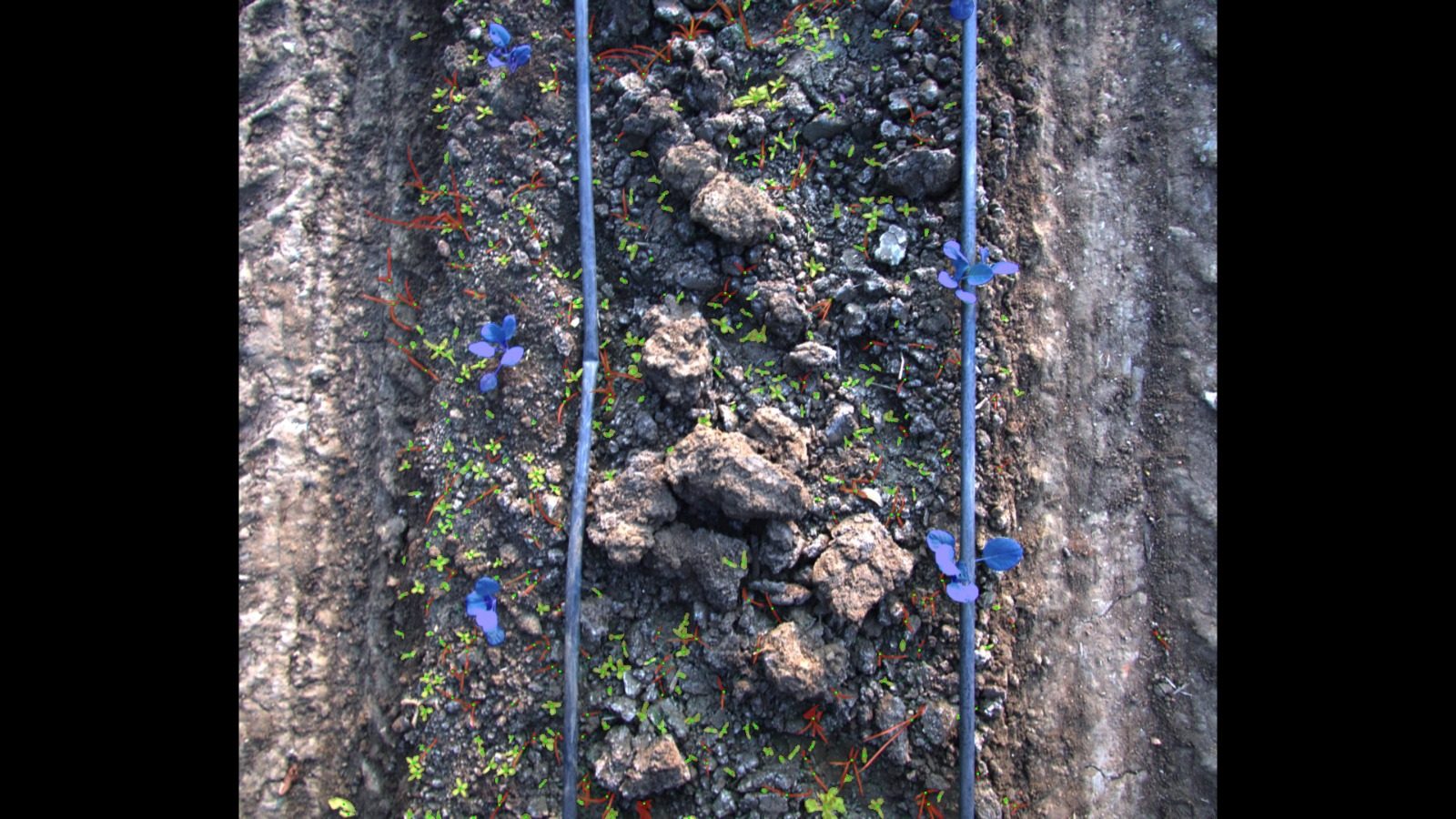Agricultural crop annotation